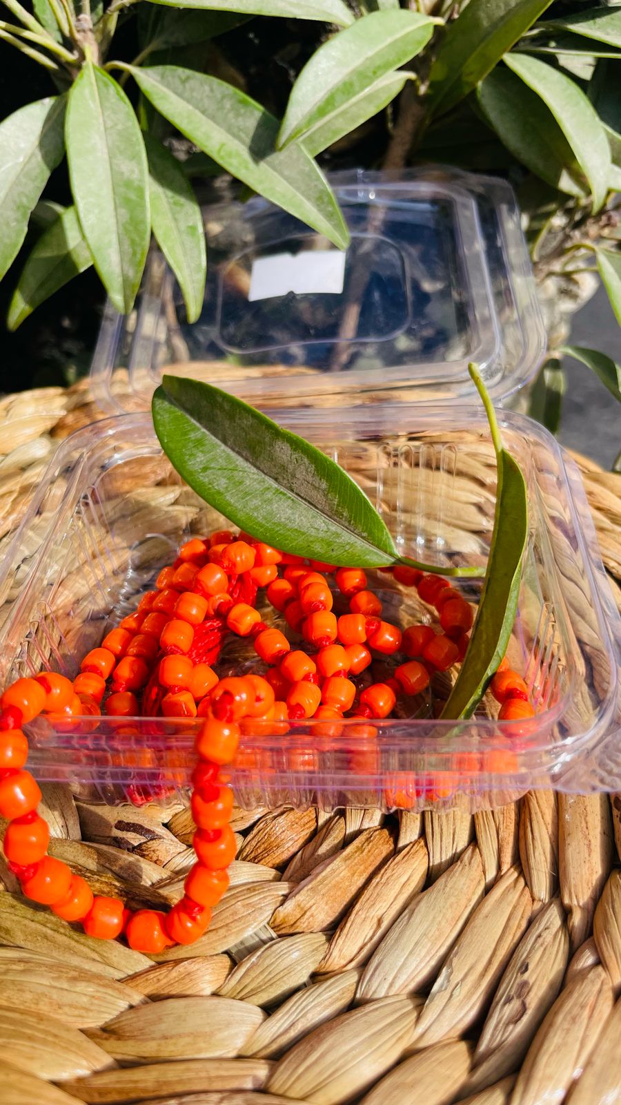 Red Moonga Beads Mala : Career & Financial Growth