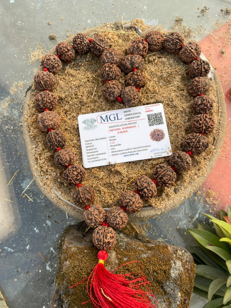 Natural Brown 6 Mukhi Nepali Rudraksha Mala : Wisdom & Victory