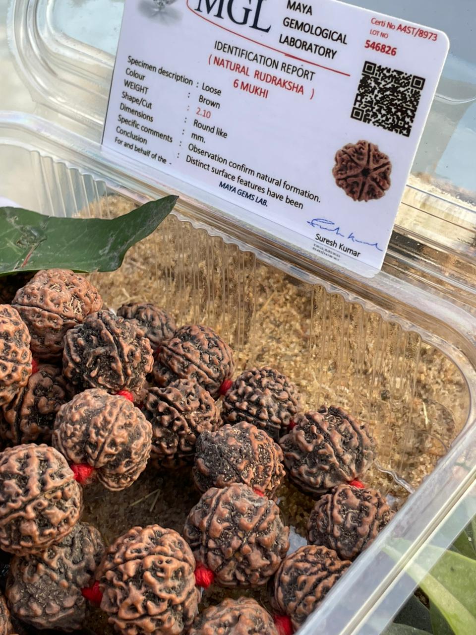 Natural Brown 6 Mukhi Nepali Rudraksha Mala : Wisdom & Victory