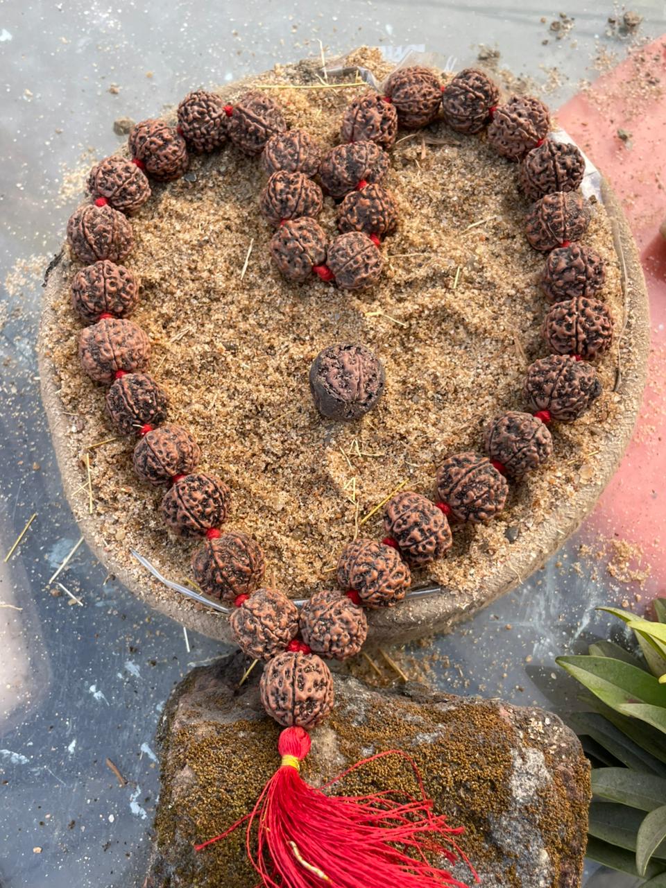 Natural Brown 6 Mukhi Nepali Rudraksha Mala : Wisdom & Victory
