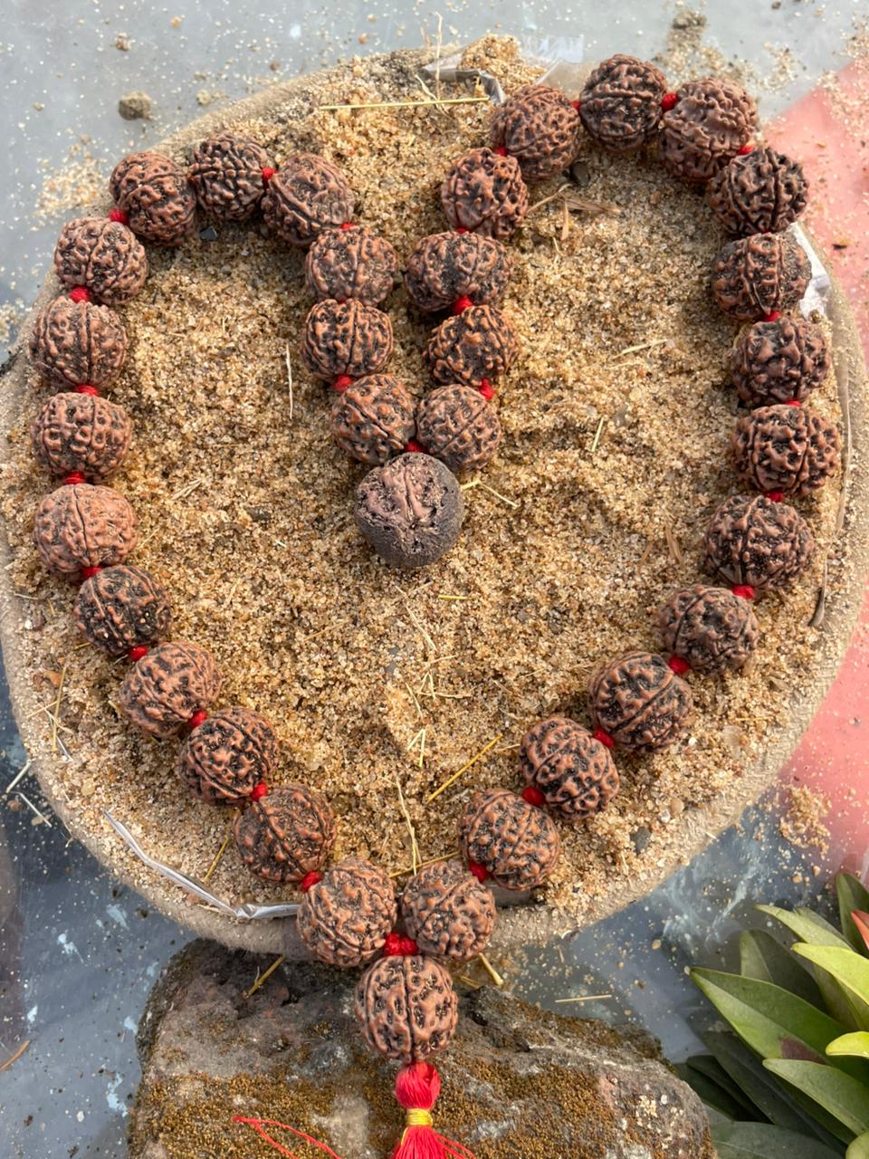 Natural Brown 6 Mukhi Nepali Rudraksha Mala : Wisdom & Victory