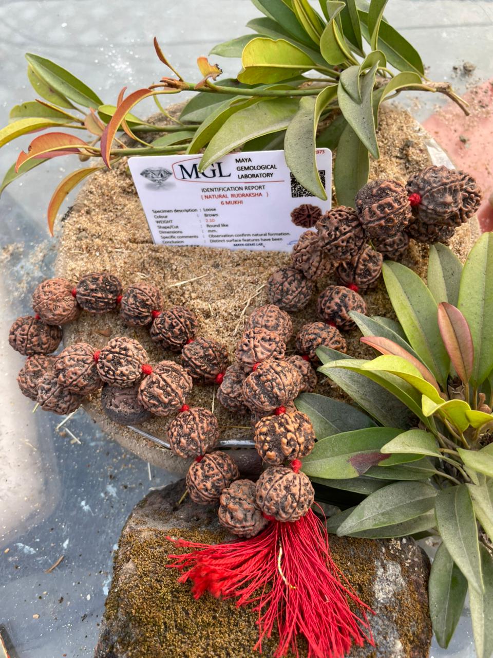 Natural Brown 6 Mukhi Nepali Rudraksha Mala : Wisdom & Victory