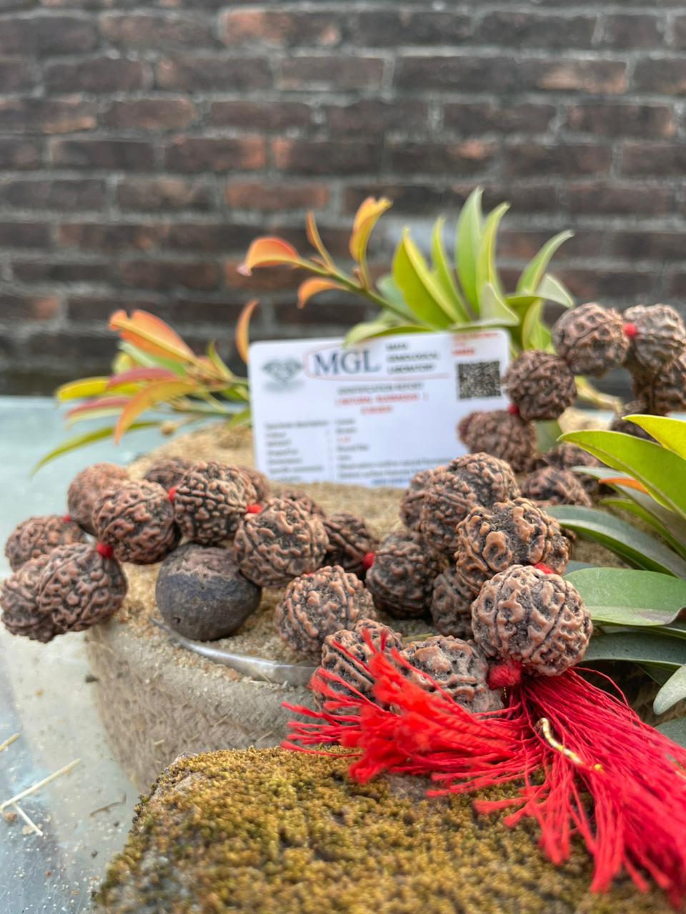 Natural Brown 6 Mukhi Nepali Rudraksha Mala : Wisdom & Victory