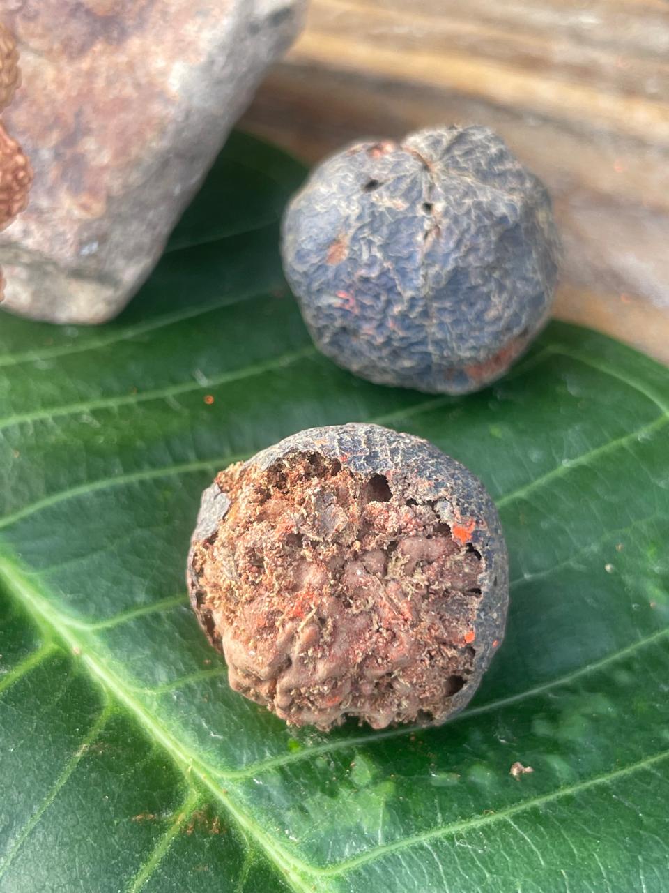 5 Mukhi Nepali Rudraksha Mala : Wearing & Chanting : Purity and Inner Peace