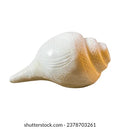 Sankh (Conch Shell)  - White